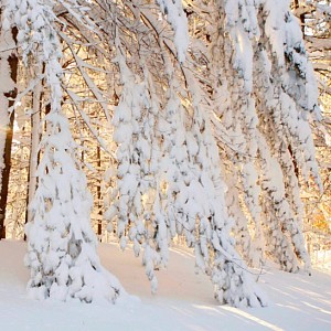 Зимний лес Зимний лес